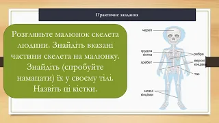 Що утворює опорно-рухову систему.3 клас