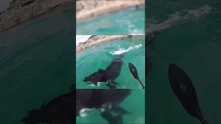 Killer Whale Swims Under Kayaker #trending