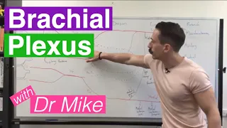 Brachial plexus and Branches