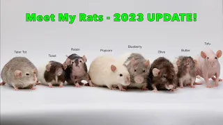 Meet my 8 Pet Rats - Update late 2023!