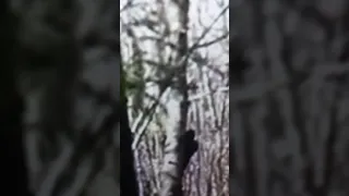 BIGFOOT OR DOGMAN CAUGHT BEING SNEAKY