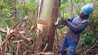 como cortar arvores com moto serra?!, eucalipto de grande porte.