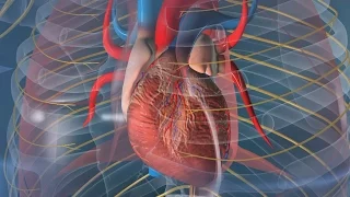 Au coeur des organes : Le rythme cardiaque