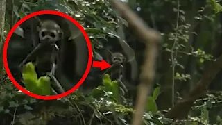 20 Mysterious Creatures Caught On Camera And Seen In Real Life | Scary Videos Compilation