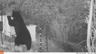 Bear Attempts To Outwit An Electric Fence