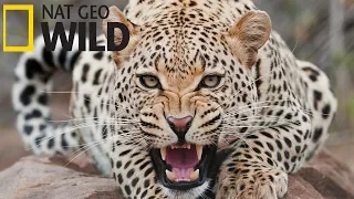 Суперхищники — Гепард (Документальные фильмы Nat Geo Wild HD)