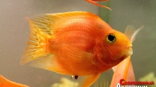 Раскрыт секрет размножения рыбы Попугай Red Parrot