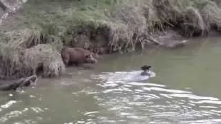 pups boar-listen carefully,very funny