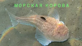 МОРСКАЯ КОРОВА🐟/Рыбы/Животные/Интересные факты