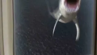 Мега-Акула vs Гигантского Осьминога!