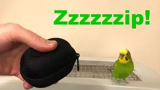 Bird Imitates Zipper Noise - funny!!