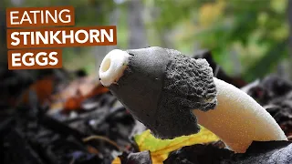 Eating Stinkhorn Eggs