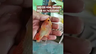 female GB KML flowerhorn fish sale