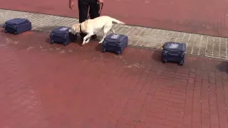 Amtrak K-9 sniffing suitcases Steamtown Scranton 9-3-16