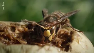 Documentaire LE MONDE DES INSECTES. arte