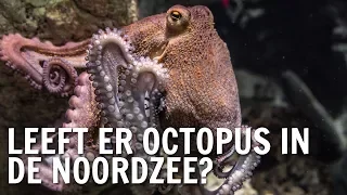 Leeft er octopus in de Noordzee? | De Buitendienst over de Octopus