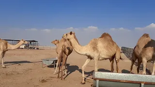 In the desert of the camels in Qatar | কাতারে উটের এজবা মরুভূমিরতে |  India people Work