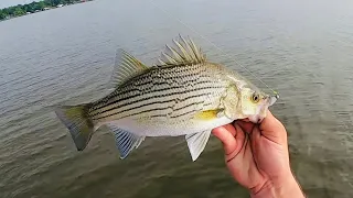 Right Time, Right Place: NON-STOP ACTION! White Bass & Hybrid ON EVERY CAST!