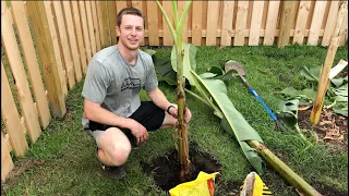 How to Plant a Banana Tree