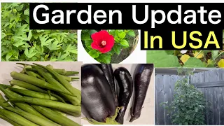 Garden update in USA/ Vegetable garden at home