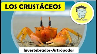 LOS CRUSTÁCEOS - INVERTEBRADOS ARTRÓPODOS