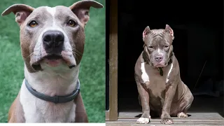 Pitbulls Being Wholesome EP. 10 | Funny and Cute Pitbull Compilation