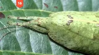 25 INCREDIBLE Camouflaged Animals