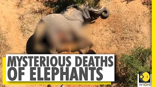 Botswana government probes 'mysterious deaths' of elephants