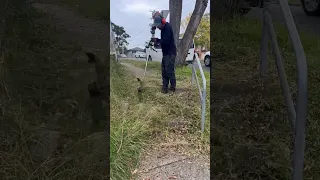 No one will trip down here anymore! Thoughts? #asmr #lawncare #shorts