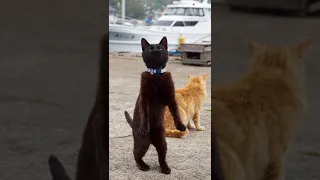 Funny animals 2023😆 - Funniest Cats and Dogs Video🐕🐈280 #shorts