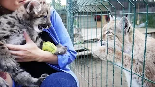 РЕАКЦИЯ ПУМЫ НА РЫСЕЙ. РУМ ТУР по новым вольерам. Тренинг кота Мартина #3/ COUGAR’S REACTION TO LYNX