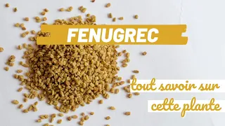 Le Fenugrec : tout savoir sur cette plante !