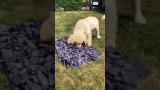 Cute golden retriever puppy playing with his activity mat