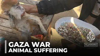Rescuing animals: Gaza's pets traumatised by Israeli shelling
