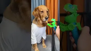 Dog Just because Im goodnatured doesnt mean I wont bite funny dog videos