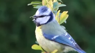 Blue Tit Singing