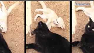 Rupert the Fox Is So Excited to Be Reunited With His Best Friend William the Housecat