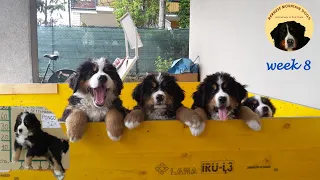 CUTE BERNESE MOUNTAIN DOG PUPPIES! Best of Masha's puppies WEEK 8 update