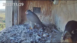 The Story of Indigo and Rubus Peregrine Falcon Chicks Part 13 (Australia 2022)