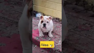 английский бульдог Лёва