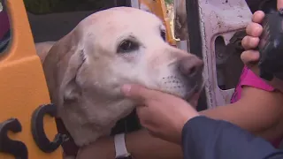 Doggie School Bus provides pups with fun, exercise