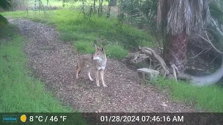 Coyote