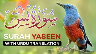 Surah YASIN (yaseen) Beautiful recitation with urdu Translation|Epi 00001| peacewithquran