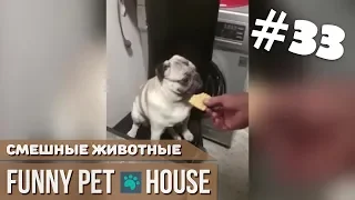 СМЕШНЫЕ ЖИВОТНЫЕ И ПИТОМЦЫ #33 ФЕВРАЛЬ 2019 [Funny Pet House] Смешные животные