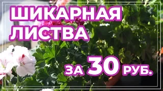 Сульфат магния для герани. Магнезия для пеларгоний.