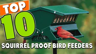 Best Squirrel Proof Bird Feeder In 2024 - Top 10 Squirrel Proof Bird Feeders Review