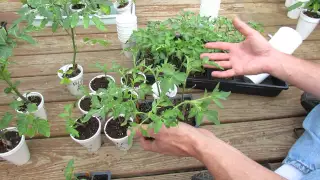 Managing Tomato Transplants: Moving Them to Larger Cups & When Can Tomatoes Go Outside - TRG 2015