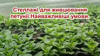 Стеллажі для живцювання.Найважливіші умови.