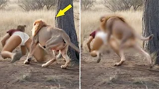 The story shocked the whole world! This is what a lion did to a tourist in the jungle!