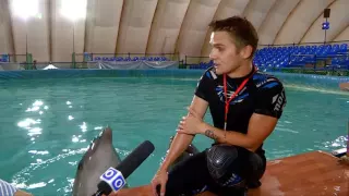 В Шымкент приехал Московский дельфинарий